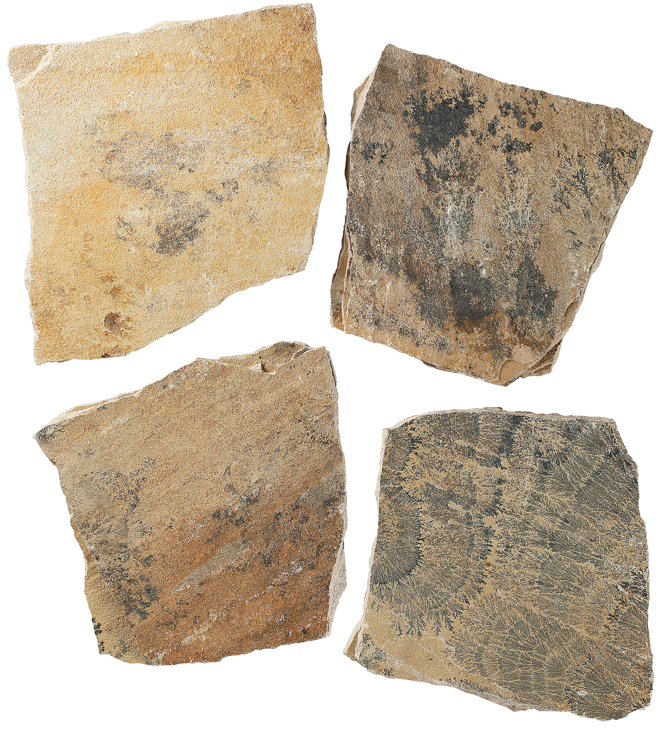 イエローフォッシル